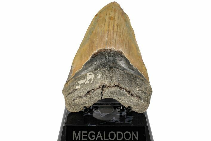 5.50" Fossil Megalodon Tooth - North Carolina